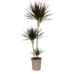 Krukkeplanter Indendørs^Drageplante drageblodstræ - Dracaena marginata - Højde 110-130cm - ⌀24cm