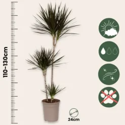 Krukkeplanter Indendørs^Drageplante drageblodstræ - Dracaena marginata - Højde 110-130cm - ⌀24cm