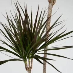 Krukkeplanter Indendørs^Drageplante drageblodstræ - Dracaena marginata - Højde 110-130cm - ⌀24cm