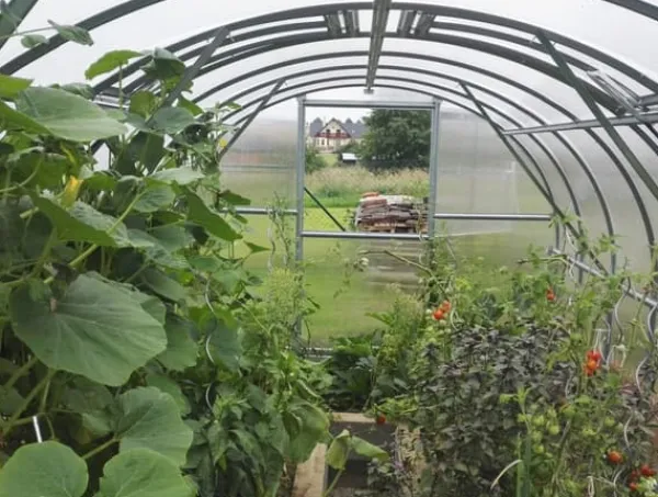 Baumera Drivhus^Drivhus Klasika 3x4m med 4 mm polycarbonatbelægning
