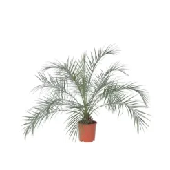 Krukkeplanter Indendørs^Dværgdaddelpalme - Phoenix roebelenii - Højde 80-90cm - ⌀21cm