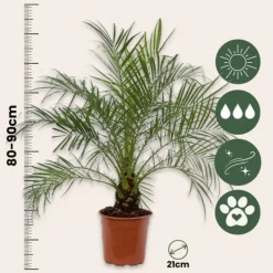 Krukkeplanter Indendørs^Dværgdaddelpalme - Phoenix roebelenii - Højde 80-90cm - ⌀21cm