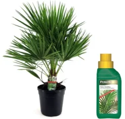 Krukkeplanter Indendørs^Dværgpalme - Chamaerops humilis - Højde 70-80cm - ⌀21cm