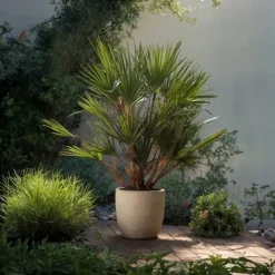 Krukkeplanter Indendørs^Dværgpalme - Chamaerops humilis - Højde 70-80cm - ⌀21cm