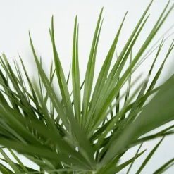 Krukkeplanter Indendørs^Dværgpalme - Chamaerops humilis - Højde 70-80cm - ⌀21cm