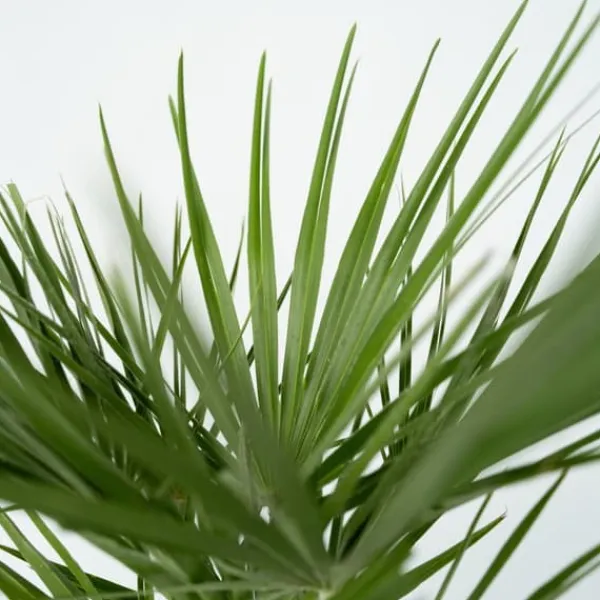 Krukkeplanter Indendørs^Dværgpalme - Chamaerops humilis - Højde 70-80cm - ⌀21cm