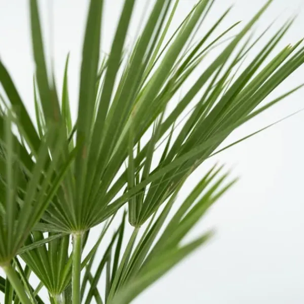 Krukkeplanter Indendørs^Dværgpalme - Chamaerops humilis - Højde 70-80cm - ⌀21cm