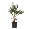 Krukkeplanter Indendørs^Dværgpalme - Chamaerops humilis - Højde 70-80cm - ⌀21cm