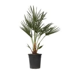 Krukkeplanter Indendørs^Dværgpalme - Chamaerops humilis - Højde 70-80cm - ⌀21cm