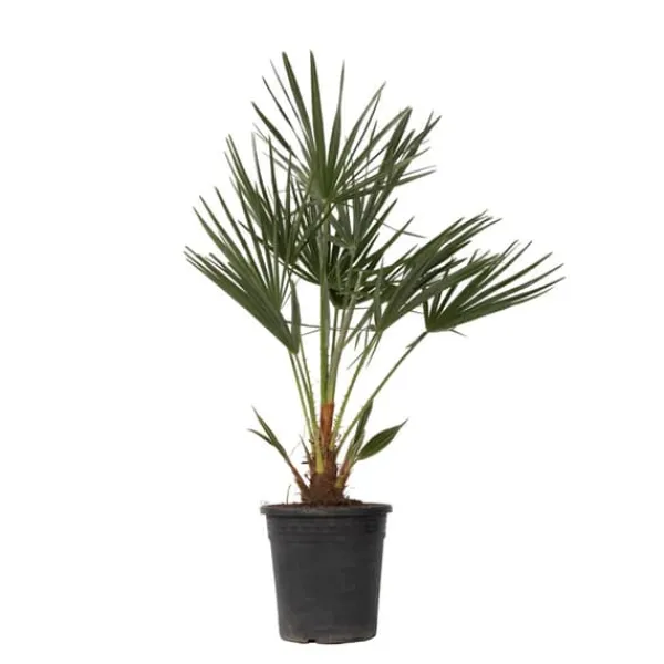 Krukkeplanter Indendørs^Dværgpalme - Chamaerops humilis - Højde 70-80cm - ⌀21cm