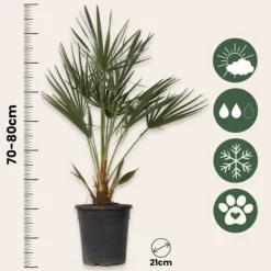 Krukkeplanter Indendørs^Dværgpalme - Chamaerops humilis - Højde 70-80cm - ⌀21cm