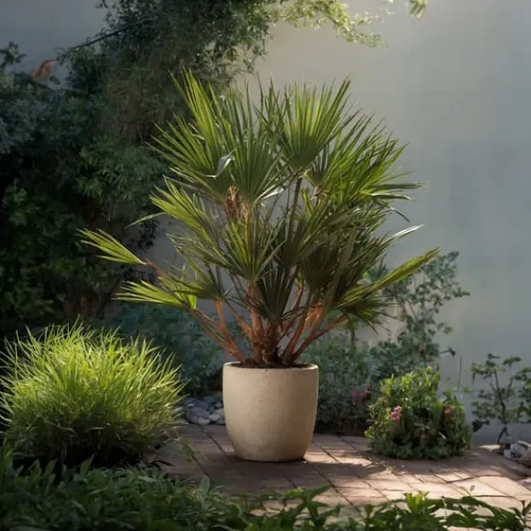Krukkeplanter Indendørs^Dværgpalme - Chamaerops humilis - Højde 70-80cm - ⌀21cm