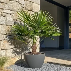 Krukkeplanter Indendørs^Dværgpalme - Chamaerops humilis - Højde 70-80cm - ⌀21cm
