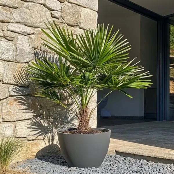 Krukkeplanter Indendørs^Dværgpalme - Chamaerops humilis - Højde 70-80cm - ⌀21cm