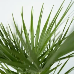 Krukkeplanter Indendørs^Dværgpalme - Chamaerops humilis - Højde 70-80cm - ⌀21cm