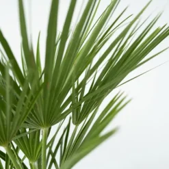 Krukkeplanter Indendørs^Dværgpalme - Chamaerops humilis - Højde 70-80cm - ⌀21cm
