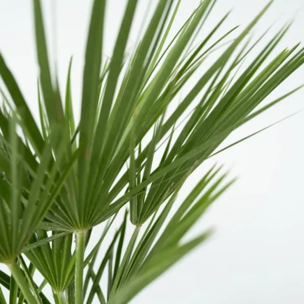 Krukkeplanter Indendørs^Dværgpalme - Chamaerops humilis - Højde 70-80cm - ⌀21cm