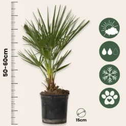 New Dværgpalme - Chamaerops humilis - Højde 50-60cm - ⌀15cm Krukkeplanter Indendørs