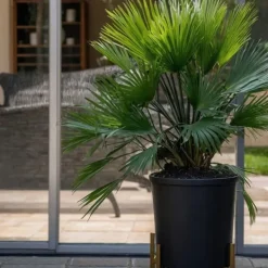 Discount Dværgpalme - Chamaerops 'Vulcano' - Højde 35-45cm - ⌀19cm Krukkeplanter Indendørs