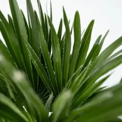 Discount Dværgpalme - Chamaerops 'Vulcano' - Højde 35-45cm - ⌀19cm Krukkeplanter Indendørs