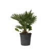 Krukkeplanter Indendørs^Dværgpalme - Chamaerops 'Vulcano' - Højde 45-55cm - ⌀24cm