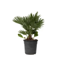 Krukkeplanter Indendørs^Dværgpalme - Chamaerops 'Vulcano' - Højde 45-55cm - ⌀24cm