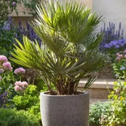 Krukkeplanter Indendørs^Dværgpalme - Chamaerops 'Vulcano' - Højde 45-55cm - ⌀24cm