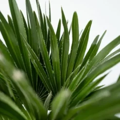 Krukkeplanter Indendørs^Dværgpalme - Chamaerops 'Vulcano' - Højde 45-55cm - ⌀24cm