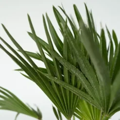 Krukkeplanter Indendørs^Dværgpalme - Chamaerops 'Vulcano' - Højde 45-55cm - ⌀24cm