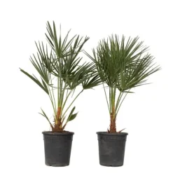 Outlet Dværgpalme - Sæt med 2 - Chamaerops humilis - Højde 70-80cm - ⌀21cm Træ