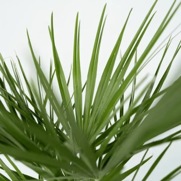 Outlet Dværgpalme - Sæt med 2 - Chamaerops humilis - Højde 70-80cm - ⌀21cm Træ