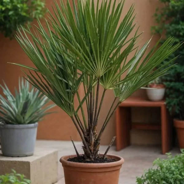 Krukkeplanter Indendørs^Dværgpalme - Sæt med 2 - Chamaerops humilis - Højde 50-60cm - ⌀15cm