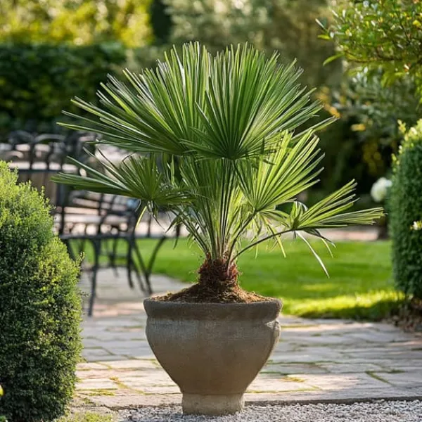 Krukkeplanter Indendørs^Dværgpalme - Sæt med 2 - Chamaerops humilis - Højde 50-60cm - ⌀15cm