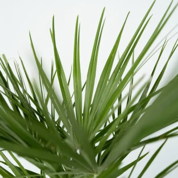 Krukkeplanter Indendørs^Dværgpalme - Sæt med 2 - Chamaerops humilis - Højde 50-60cm - ⌀15cm