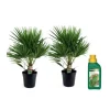 Krukkeplanter Indendørs^Dværgpalme - Sæt med 2 - Chamaerops humilis - Højde 70-80cm - ⌀21cm