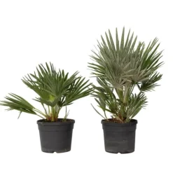 Outlet Dværgpalme - Sæt med 2 - Chamaerops 'Vulcano' - Højde 35-45cm - ⌀19cm Træ