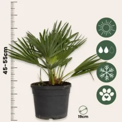 Outlet Dværgpalme - Sæt med 2 - Chamaerops 'Vulcano' - Højde 35-45cm - ⌀19cm Træ