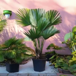 Outlet Dværgpalme - Sæt med 2 - Chamaerops 'Vulcano' - Højde 35-45cm - ⌀19cm Træ