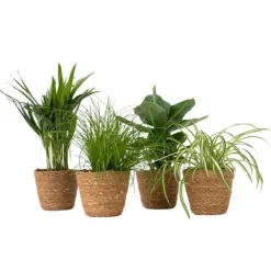 Krukkeplanter Indendørs^Dyrevenlige planter - Sæt 4 m. kurve - H.25-40cm - ⌀12cm