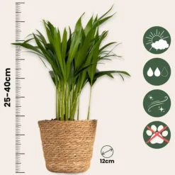 Krukkeplanter Indendørs^Dyrevenlige planter - Sæt 4 m. kurve - H.25-40cm - ⌀12cm