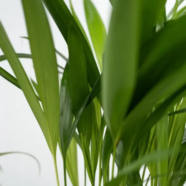 Krukkeplanter Indendørs^Dyrevenlige planter - Sæt 4 m. kurve - H.25-40cm - ⌀12cm
