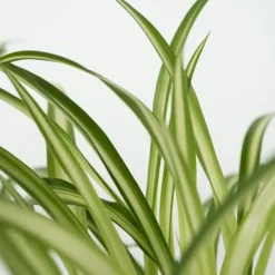 Krukkeplanter Indendørs^Dyrevenlige planter - Sæt 4 m. kurve - H.25-40cm - ⌀12cm