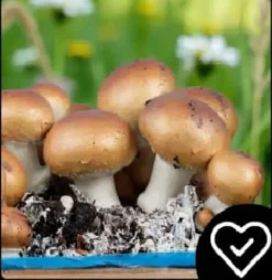 Hot Dyrkningssæt til brune svampemycelier, 8 kg, instruktioner + gratis Kit Til Plante- & Urtedyrkning