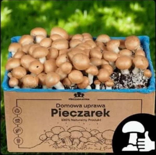 Kit Til Plante- & Urtedyrkning^Dyrkningssæt til brune svampemycelier 5 kg hjemmedyrkning + gratis