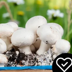 Kit Til Plante- & Urtedyrkning^Dyrkningssæt til hvide svampe, 20 kg balle, 3-faset myceliumsubstrat, testet