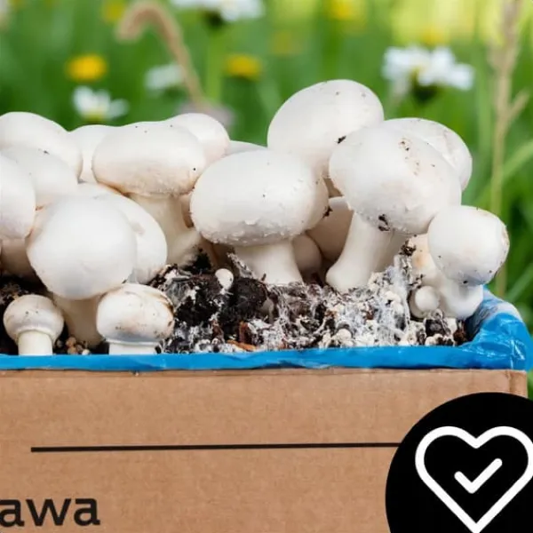 Outlet Dyrkningssæt til svampemycelium, 8 kg, instruktioner til hjemmedyrkning + gratis gave Kit Til Plante- & Urtedyrkning
