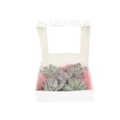 Online Echeveria DIY Mix - Sæt med 5 - Echeveria lilacina - Højde 7cm Krukkeplanter Indendørs