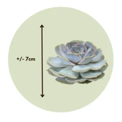 Online Echeveria DIY Mix - Sæt med 5 - Echeveria lilacina - Højde 7cm Krukkeplanter Indendørs