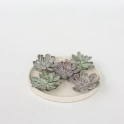 Online Echeveria DIY Mix - Sæt med 5 - Echeveria lilacina - Højde 7cm Krukkeplanter Indendørs