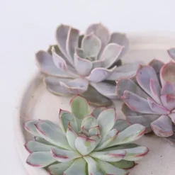 Online Echeveria DIY Mix - Sæt med 5 - Echeveria lilacina - Højde 7cm Krukkeplanter Indendørs